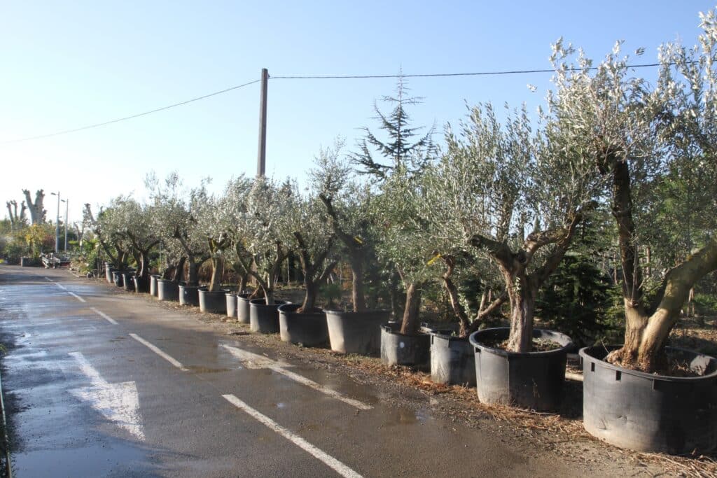 Allée de pépinière bordée de grands oliviers en pots alignés, route mouillée avec marquage blanc, sous un ciel bleu clair.