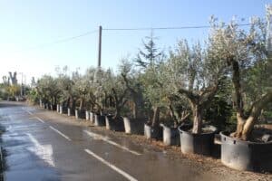 Allée de pépinière bordée de grands oliviers en pots alignés, route mouillée avec marquage blanc, sous un ciel bleu clair.