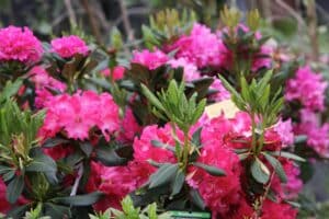 Rhododendrons roses vifs en floraison, avec leur feuillage vert luxuriant et jeunes pousses. Étiquette visible: Rhododendron.