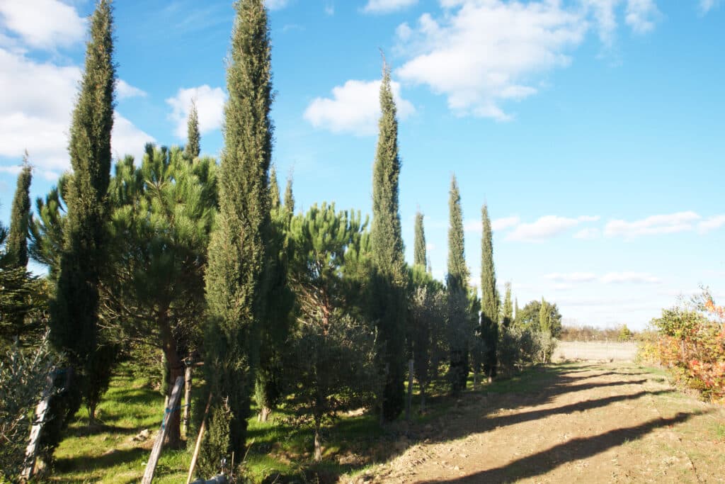 Allée de cyprès et autres arbres verts bordant un chemin de terre avec de longues ombres sous un ciel bleu nuageux.