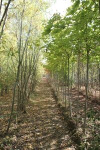 Allée forestière en automne, bordée d'arbres aux feuillages verts et jaunes. Le chemin est jonché de feuilles mortes sous le soleil.