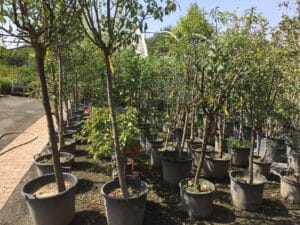 Longues rangées d'arbres en pot avec étiquettes jaunes dans une pépinière ensoleillée. Chemin pavé et serre en arrière-plan.