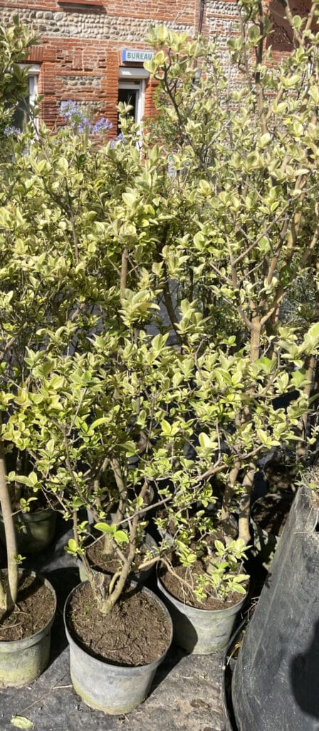 Variété de plantes en pot au feuillage panaché vert clair et blanc-crème, devant un bâtiment en briques avec l'enseigne 'BUREAU'.