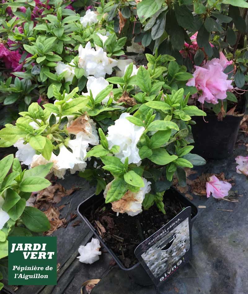 Azalées blanches et roses en pots avec des fleurs, certaines fanées, sur fond sombre. Logo Jardi Vert Pépinière de l'Aiguillon.