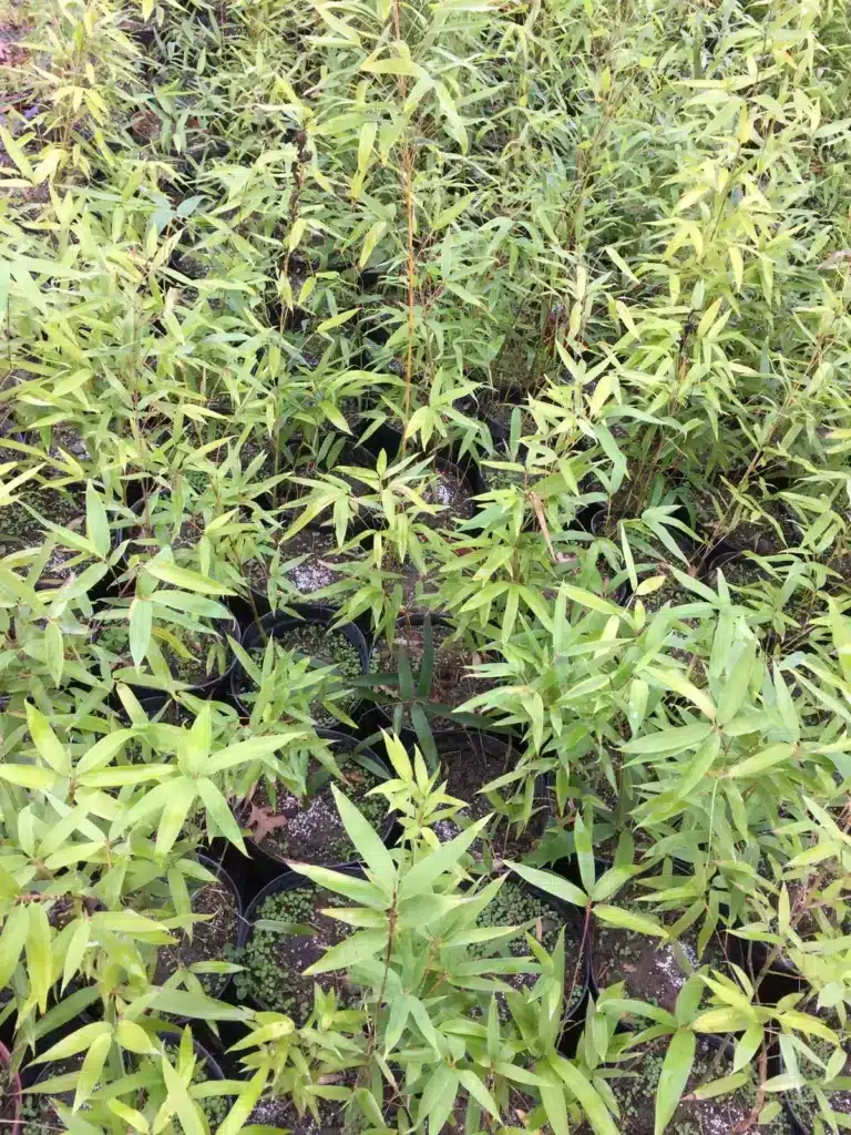 Nombreuses jeunes pousses de bambou à feuilles vertes claires en pots noirs, alignées dans une pépinière.
