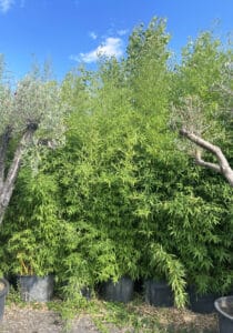 Mur dense de bambous verts luxuriants en pots noirs. À gauche et droite, des troncs d'oliviers sous un ciel bleu nuageux.