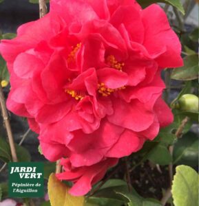 Camélia rose vif en fleur, étamines jaunes, avec un bourgeon vert. Logo 'Jardi Vert Pépinière de l'Aiguillon' en bas à gauche.