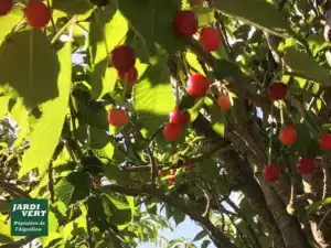 Cerises rouges mûres et quelques-unes orange pendant d'un cerisier aux feuilles vertes lumineuses. Logo "JARDi VERT Pépinière de l'Aiguillon".