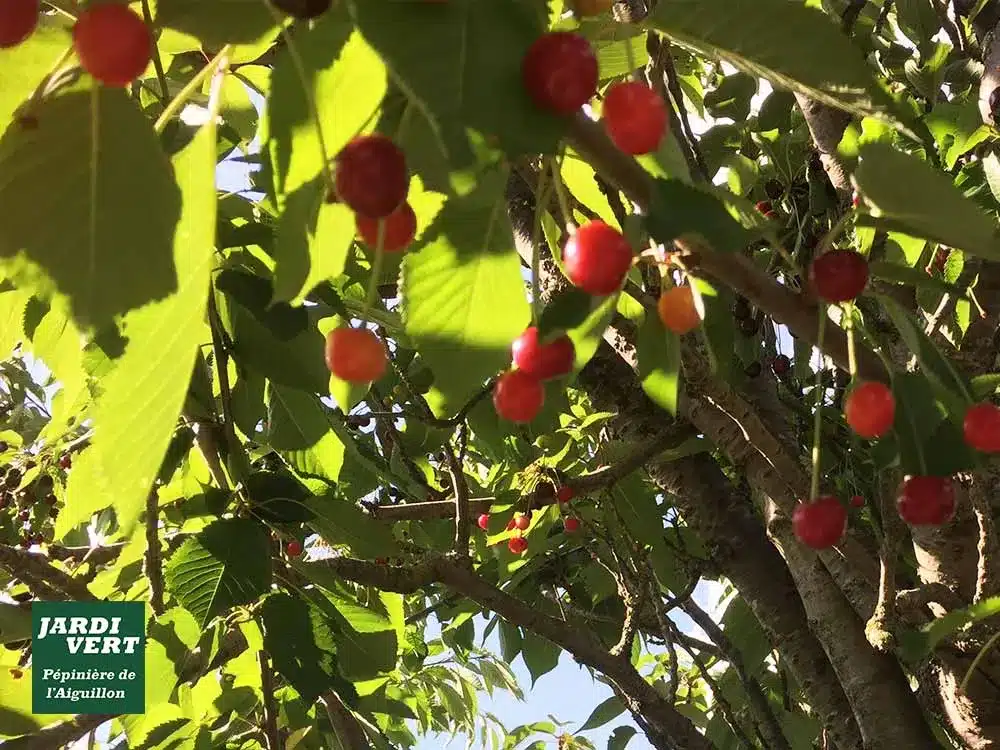 Cerises rouges mûres et quelques-unes orange pendant d'un cerisier aux feuilles vertes lumineuses. Logo "JARDi VERT Pépinière de l'Aiguillon".