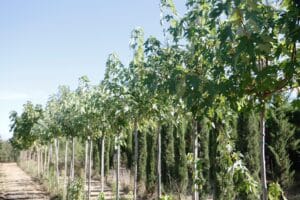 Rangée d'érables en pépinière, troncs fins et feuilles vertes sous ciel bleu. En arrière-plan, cyprès élancés et sentier de terre.