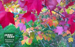 Feuilles d'automne aux couleurs éclatantes (rouge, orange, jaune) sur une branche. Logo Jardi Vert, Pépinière de l'Aiguillon.