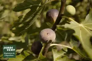 Figues mûres et vertes sur un figuier feuillu avec le logo 'Jardi Vert Pépinière de l'Aiguillon'.