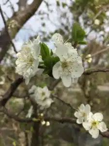 Close-up de fleurs blanches printanières épanouies avec de nombreux étamines sur une branche d'arbre. Quelques bourgeons sont visibles.