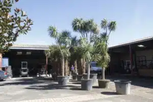 Grandes plantes d'extérieur en pots noirs devant des entrepôts de pépinière, avec un ouvrier et des véhicules.