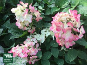 Gros plan d'hortensias roses et blancs éclatants au milieu de feuilles vertes sombres. Logo "JARDÍ VERT Pépinière de l'Aiguillon" visible.