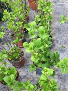 Jeunes hortensias en pots avec feuillage vert vif, prêts à être vendus. Les étiquettes montrent 'HORTENSIA FREUDENSTEIN' et des fleurs bleues.
