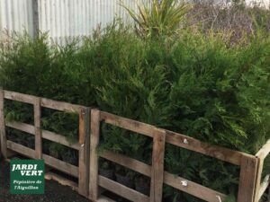 Rangées de jeunes conifères verts en pots, maintenus par des palettes en bois. En bas à gauche, le logo Jardi Vert Pépinière de l'Aiguillon.