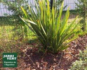 Grande plante aux feuilles vertes et pointues dans un jardin avec mulch volcanique et clôture, logo Jardi Vert Pépinière de l'Aiguillon.