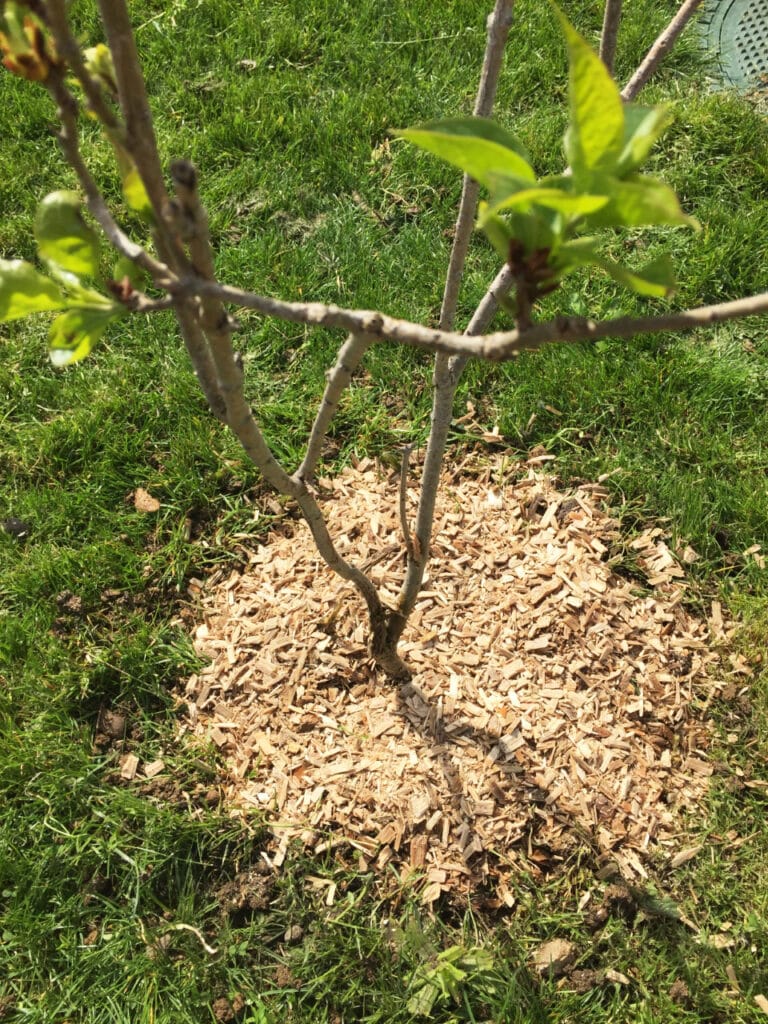 Jeune arbre en pleine pousse avec des feuilles vertes éclatantes, son pied protégé par un paillis de copeaux de bois sur gazon.