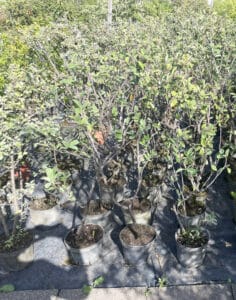 Jeunes plantes vertes en pots alignées dans une pépinière ensoleillée. Arbustes aux feuilles vertes et branches sombres, avec des ombres au sol.