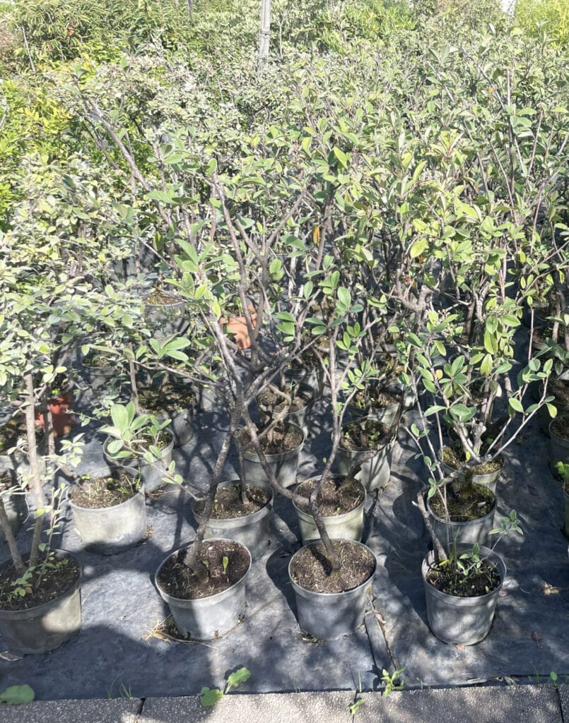 Jeunes plantes vertes en pots alignées dans une pépinière ensoleillée. Arbustes aux feuilles vertes et branches sombres, avec des ombres au sol.