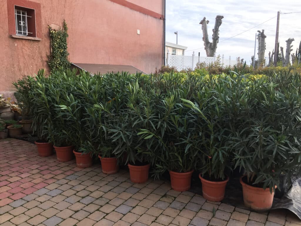 Longue rangée de lauriers-roses en pots sur un patio pavé multicolore. Un bâtiment rouge et des arbres taillés sous un ciel nuageux.