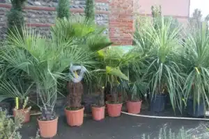 Divers palmiers et grandes plantes en pots de pépinière, certains étiquetés, devant un mur de pierre et brique. Panneau 'os fertilis'.