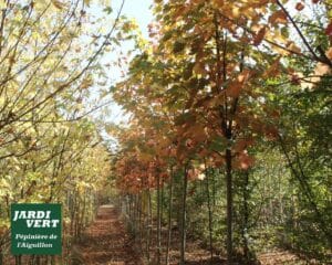 Allée d'arbres en pépinière aux couleurs d'automne (jaune, orange), chemin couvert de feuilles. Logo JARDI VERT Pépinière de l'Aiguillon.