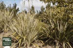 Plantes vivaces à longues feuilles vertes panachées en rangée, avec des pins en arrière-plan et le logo Jardi Vert Pépinière de l'Aiguillon.