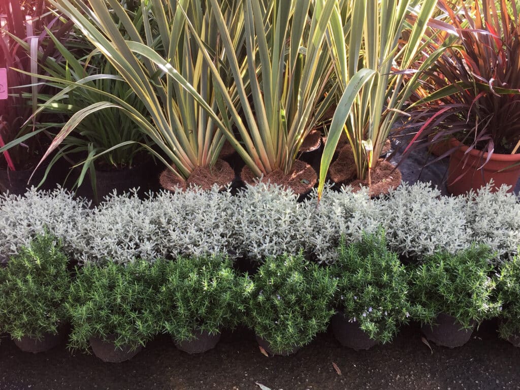 Rangées de plantes en pots: romarin vert, arbustes gris argenté et grands lins panachés (verts/rouges). Vue d'une pépinière ensoleillée.