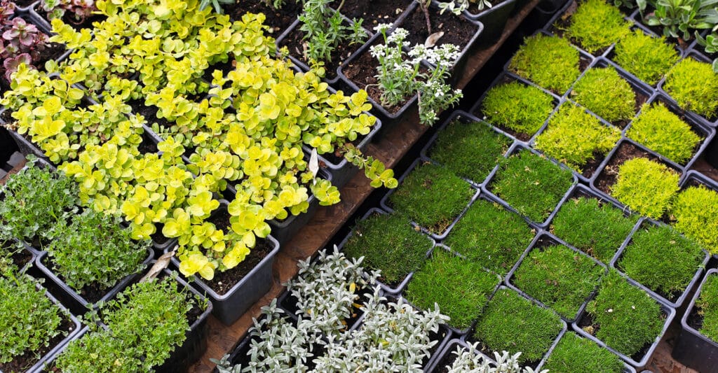 Jeunes plantes en pots noirs : feuillages jaunes vifs, verts mousseux, gris argenté et verts variés, disposés en rangées pour jardinage.