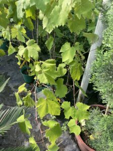 Plants de vigne en pot aux feuilles vertes, avec étiquettes 'Vitis vinifera' et '17,90€', dans une pépinière.