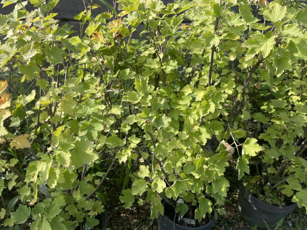 Arbustes à feuilles lobées vert clair en pots noirs dans une pépinière ensoleillée. Les plants sont touffus et vibrants.